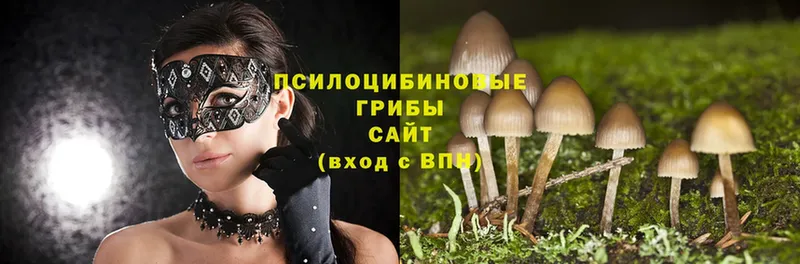 Галлюциногенные грибы Psilocybine cubensis  Кимры 